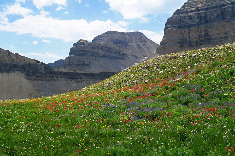 wildflowers & South Timpanogos (Castilleja rhexiifolia, Lupinus argenteus, Bistorta bistortoides (Polygonum bistortoides), Arnica sp., Erigeron glacialis var. glacialis, Ligusticum filicinum) [Timpanogos Summit Trail, Mount Timpanogos Wilderness, Utah County, Utah]