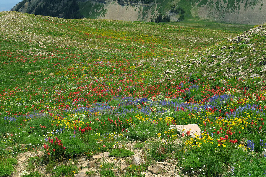 wildflowers (Lupinus argenteus, Castilleja rhexiifolia, Arnica sp., Ligusticum filicinum, Achillea millefolium) [Timpanogos Summit Trail, Mount Timpanogos Wilderness, Utah County, Utah]