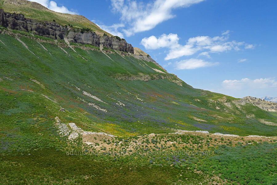 distant wildflower fields [Timpanogos Summit Trail, Mount Timpanogos Wilderness, Utah County, Utah]