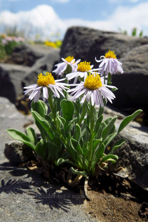 tufted fleabane (Erigeron caespitosus) [Timpanogos Summit Trail, Mount Timpanogos Wilderness, Utah County, Utah]