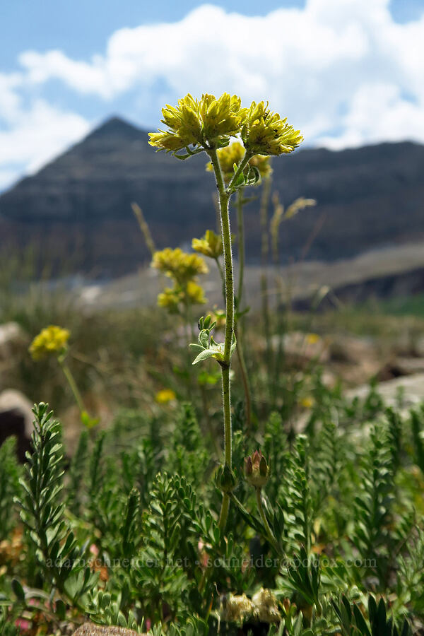 alpine ivesia (Gordon's mousetail) (Ivesia gordonii (Potentilla gordonii)) [Timpanogos Summit Trail, Mount Timpanogos Wilderness, Utah County, Utah]