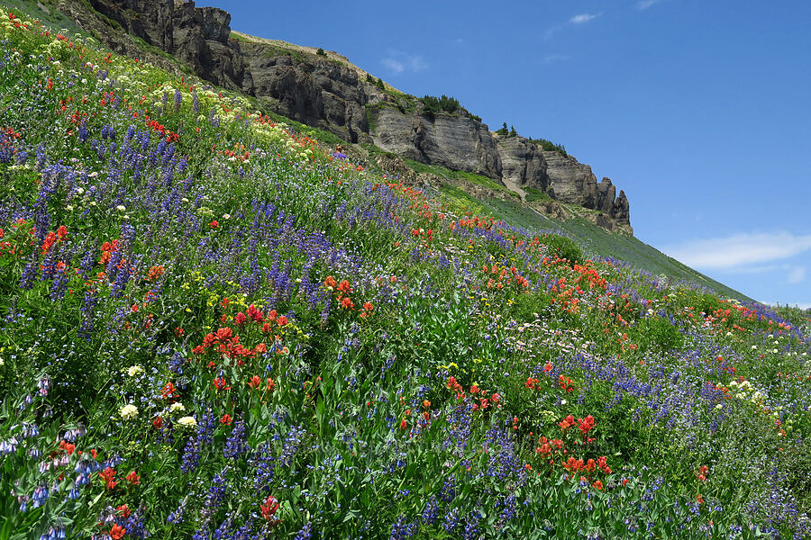 wildflowers (Lupinus argenteus, Castilleja rhexiifolia, Hackelia sp., Mertensia sp., Erigeron glacialis var. glacialis, Arnica sp., Polemonium foliosissimum var. alpinum, Drymocallis sp. (Potentilla glandulosa)) [Timpanogos Summit Trail, Mount Timpanogos Wilderness, Utah County, Utah]