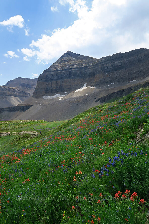 wildflowers & Mount Timpanogos (Lupinus argenteus, Castilleja rhexiifolia, Ligusticum filicinum, Descurainia incana) [Timpanogos Summit Trail, Mount Timpanogos Wilderness, Utah County, Utah]
