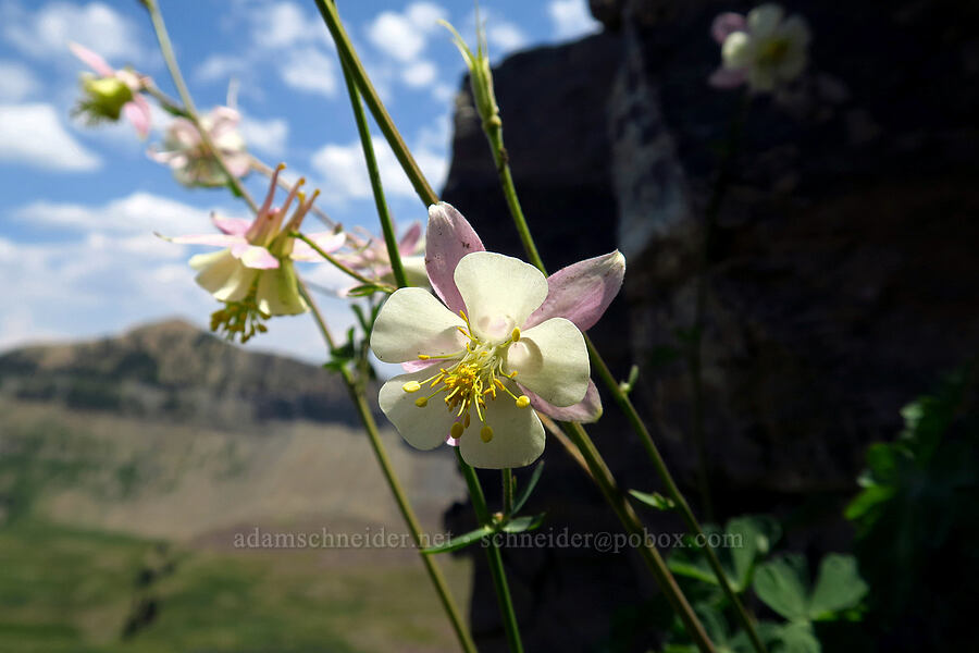 hybrid columbine (Aquilegia sp.) [Timpanogos Summit Trail, Mount Timpanogos Wilderness, Utah County, Utah]