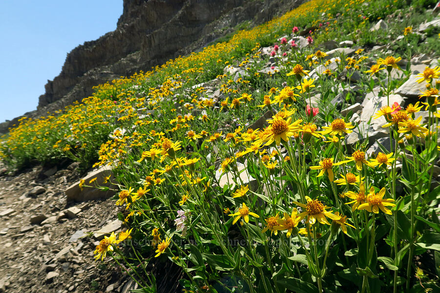 hairy arnica (Arnica mollis) [Timpanogos Summit Trail, Mount Timpanogos Wilderness, Utah County, Utah]