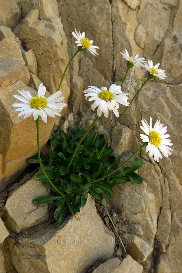 Garrett's fleabane (Erigeron garrettii) [Timpanogos Summit Trail, Mount Timpanogos Wilderness, Utah County, Utah]