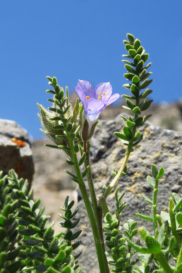sticky Jacob's-ladder (Polemonium viscosum) [Timpanogos Summit Trail, Mount Timpanogos Wilderness, Utah County, Utah]