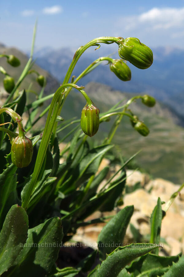 unknown groundsel (Senecio sp.) [Timpanogos Summit Trail, Mount Timpanogos Wilderness, Utah County, Utah]