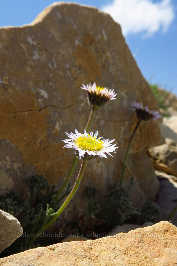 cut-leaf fleabane (Erigeron compositus) [Timpanogos Summit Trail, Mount Timpanogos Wilderness, Utah County, Utah]