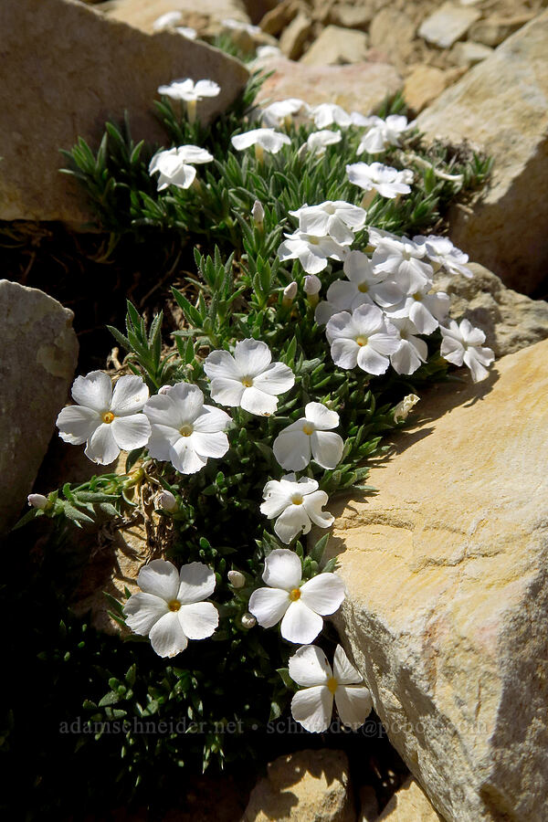 cushion phlox (Phlox pulvinata) [Timpanogos Summit Trail, Mount Timpanogos Wilderness, Utah County, Utah]
