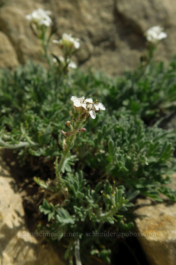 alpine smelowskia (Smelowskia americana (Smelowskia calycina var. americana)) [Timpanogos Summit Trail, Mount Timpanogos Wilderness, Utah County, Utah]