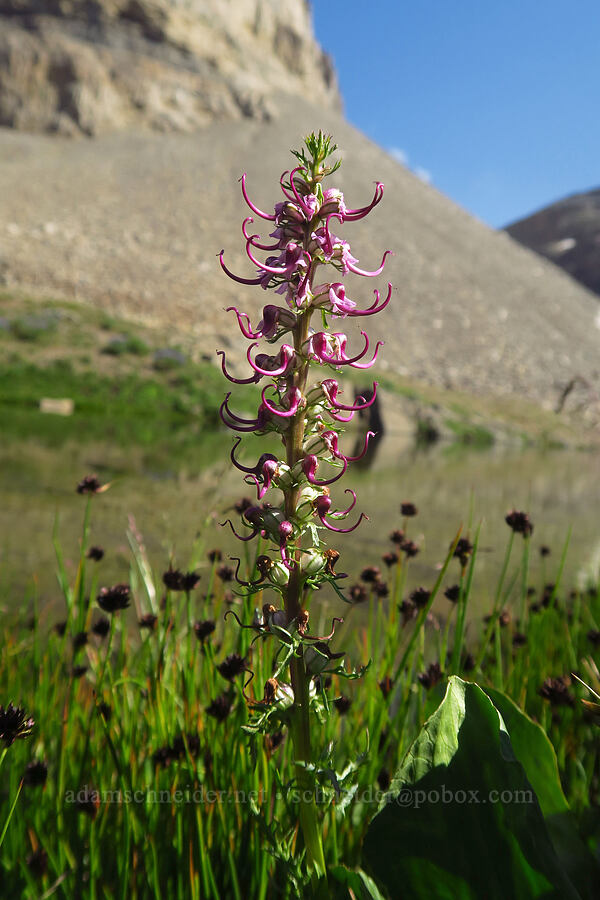 elephant's-head lousewort (Pedicularis groenlandica) [below Mt. Timpanogos, Mount Timpanogos Wilderness, Utah County, Utah]