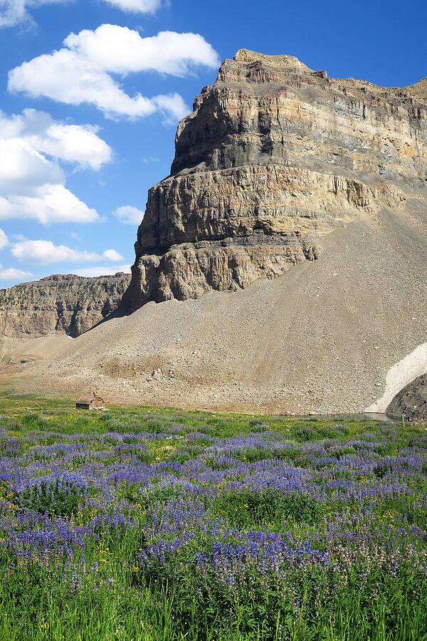 lupines & The Shoulder (Lupinus argenteus) [Mt. Timpanogos Trail, Mount Timpanogos Wilderness, Utah County, Utah]