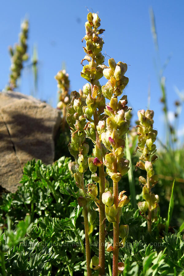 seed capsules of feather-leaf kittentails (Synthyris pinnatifida var. pinnatifida (Veronica paysonii)) [Mt. Timpanogos Trail, Mount Timpanogos Wilderness, Utah County, Utah]
