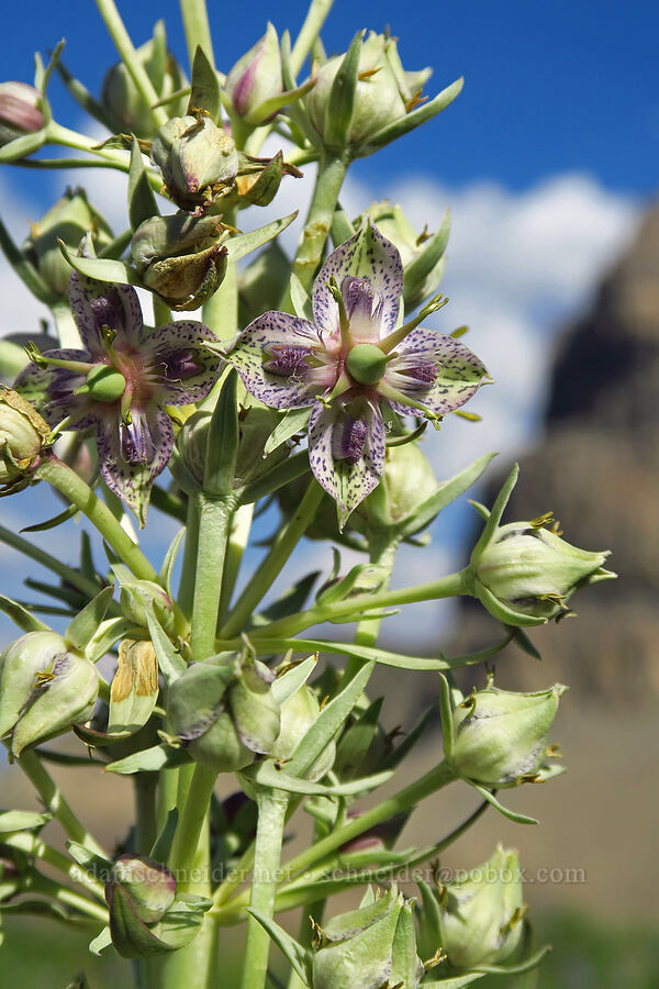 monument plant (Frasera speciosa) [Mt. Timpanogos Trail, Mount Timpanogos Wilderness, Utah County, Utah]