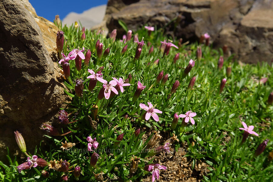 moss campion (Silene acaulis) [Mt. Timpanogos Trail, Mount Timpanogos Wilderness, Utah County, Utah]