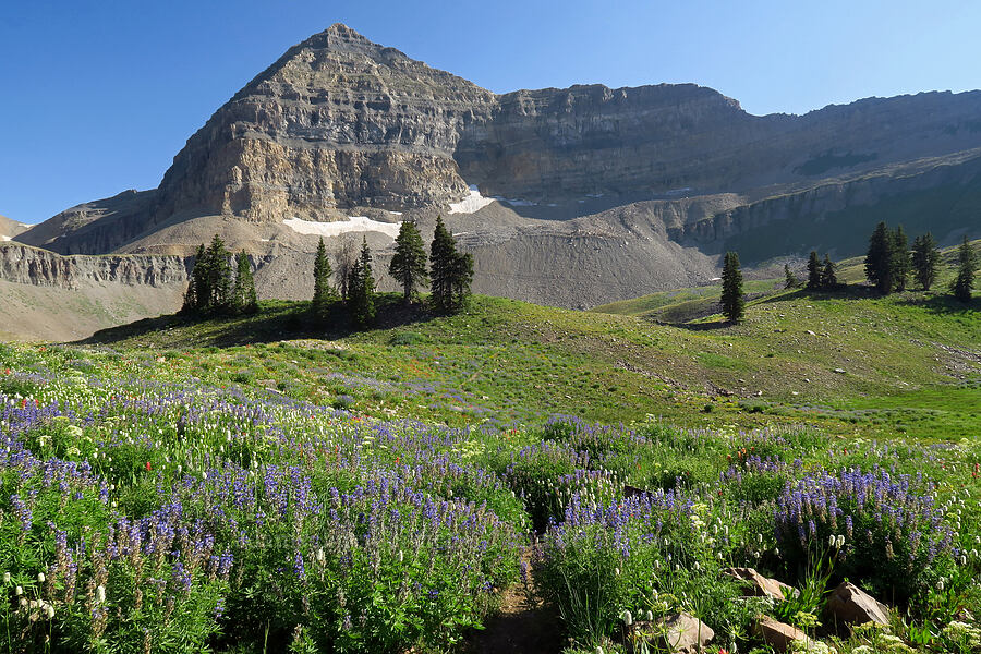 wildfowers & Mount Timpanogos (Lupinus argenteus, Bistorta bistortoides (Polygonum bistortoides), Ligusticum filicinum, Castilleja rhexiifolia) [Timpooneke Trail, Mount Timpanogos Wilderness, Utah County, Utah]