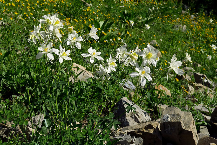 white Colorado columbines (Aquilegia coerulea var. ochroleuca) [Timpooneke Trail, Mount Timpanogos Wilderness, Utah County, Utah]