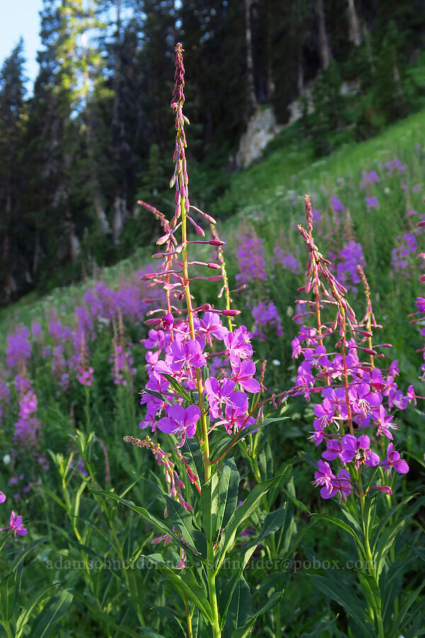 fireweed (Chamerion angustifolium (Epilobium angustifolium)) [Timpooneke Trail, Mount Timpanogos Wilderness, Utah County, Utah]