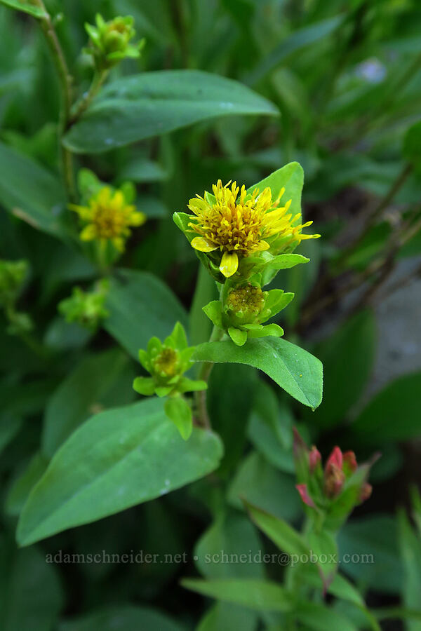 Parry's goldenrod (Oreochrysum parryi (Solidago parryi)) [Timpooneke Trail, Mount Timpanogos Wilderness, Utah County, Utah]