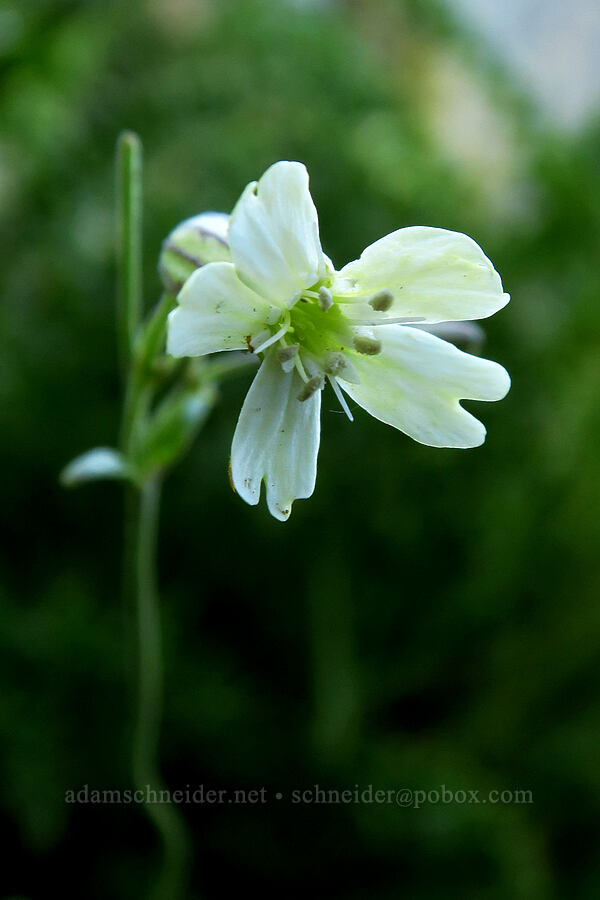 Douglas' catchfly (Silene douglasii) [Timpooneke Trail, Mount Timpanogos Wilderness, Utah County, Utah]