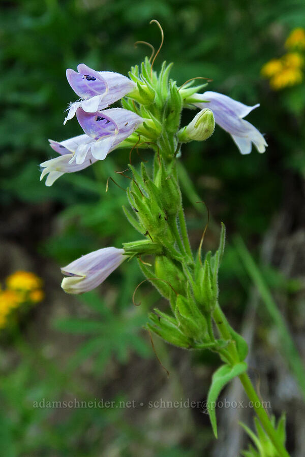 Whipple's penstemon (Penstemon whippleanus) [Timpooneke Trail, Mount Timpanogos Wilderness, Utah County, Utah]