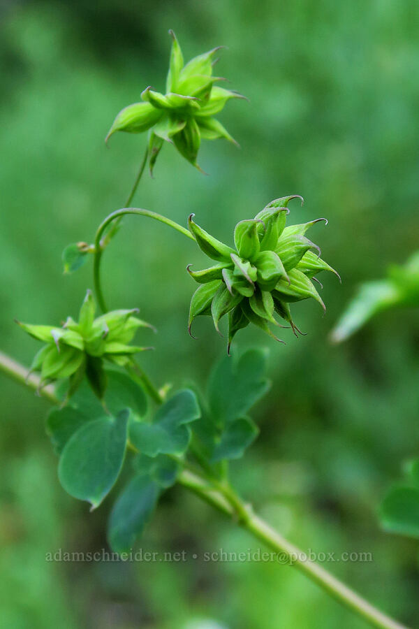 Fendler's meadow-rue seed pods (Thalictrum fendleri) [Timpooneke Trail, Mount Timpanogos Wilderness, Utah County, Utah]