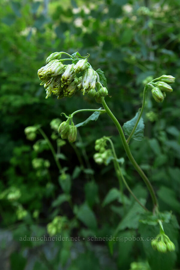tassel-flower brickellbush (Brickellia grandiflora) [Timpooneke Trail, Mount Timpanogos Wilderness, Utah County, Utah]