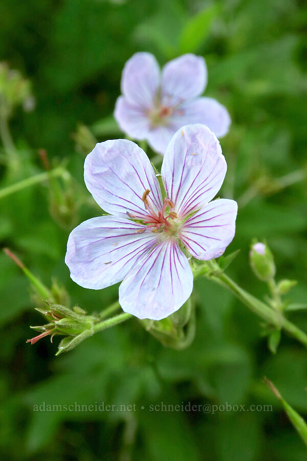 Richardson's geraniums (Geranium richardsonii) [Timpooneke Trail, Mount Timpanogos Wilderness, Utah County, Utah]