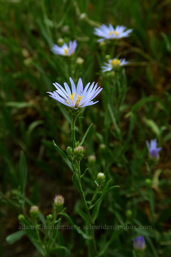 leafy-bract aster (Symphyotrichum foliaceum (Aster foliaceus)) [Timpooneke Trail, Mount Timpanogos Wilderness, Utah County, Utah]