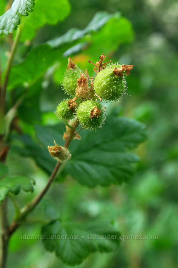 sticky currant (Ribes viscosissimum) [Timpooneke Trail, Mount Timpanogos Wilderness, Utah County, Utah]