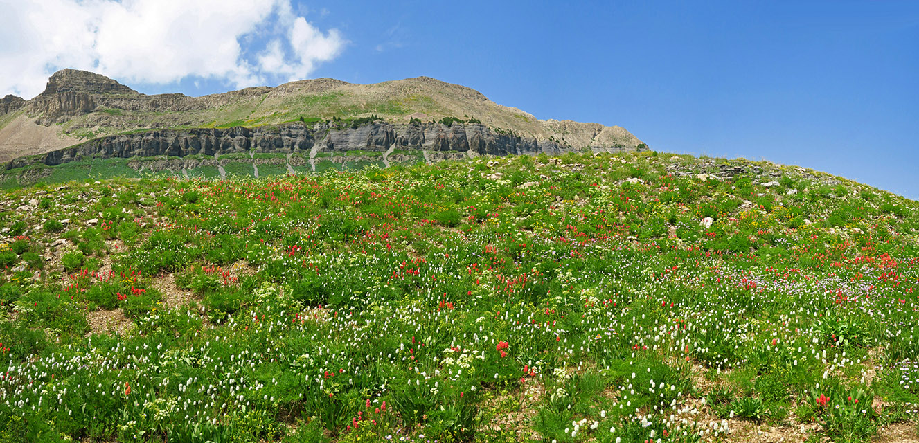 wildflower panorama (Castilleja rhexiifolia, Bistorta bistortoides (Polygonum bistortoides), Ligusticum filicinum, Arnica sp., Erigeron glacialis var. glacialis) [Timpanogos Summit Trail, Mount Timpanogos Wilderness, Utah County, Utah]