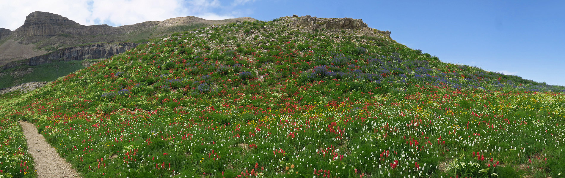 wildflower panorama (Castilleja rhexiifolia, Bistorta bistortoides (Polygonum bistortoides), Ligusticum filicinum, Arnica sp., Lupinus argenteus) [Timpanogos Summit Trail, Mount Timpanogos Wilderness, Utah County, Utah]