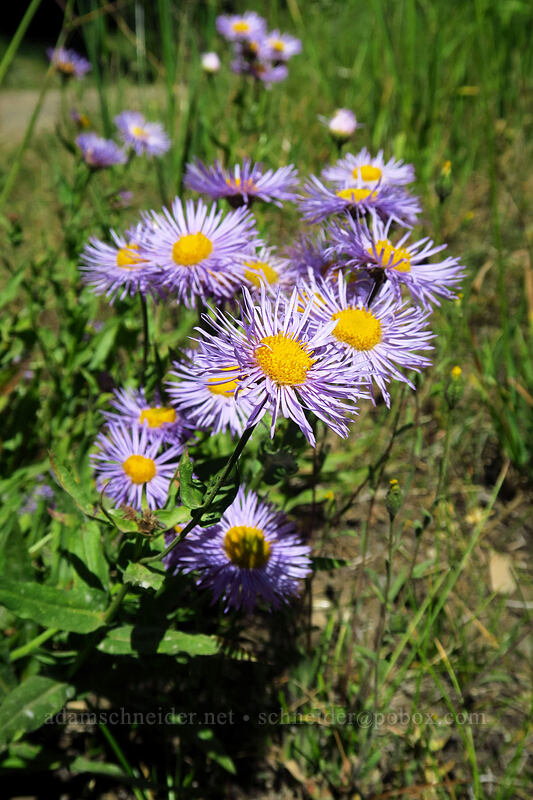 showy fleabane (Erigeron speciosus) [Baneberry Trailhead, Ochoco National Forest, Crook County, Oregon]