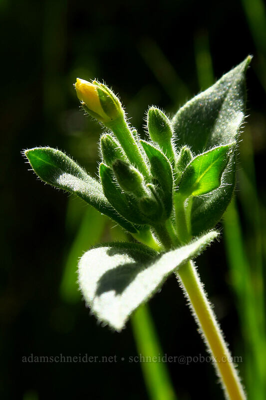 bushy blazing-star, budding (Mentzelia dispersa) [Baneberry Trailhead, Ochoco National Forest, Crook County, Oregon]