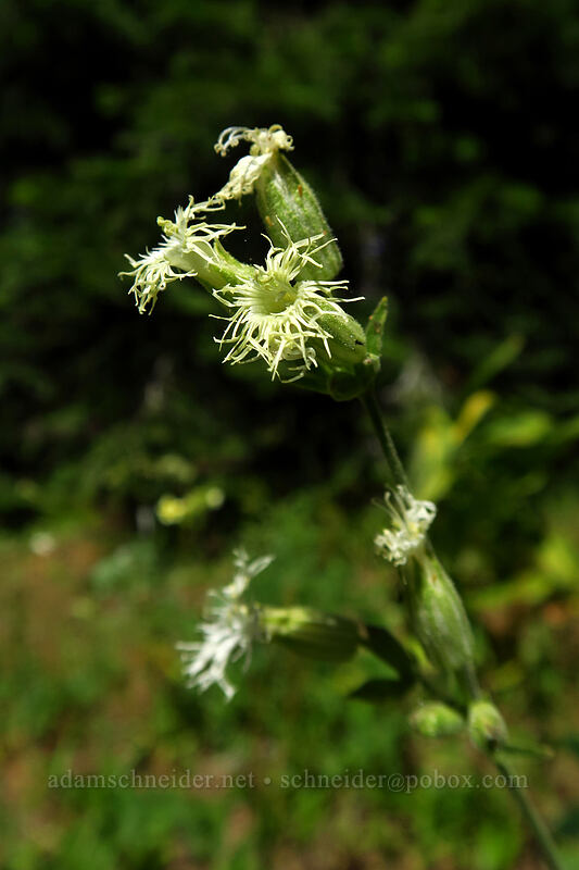 Oregon catchfly (Silene oregana) [Mother Lode Mine Trail, Ochoco National Forest, Crook County, Oregon]
