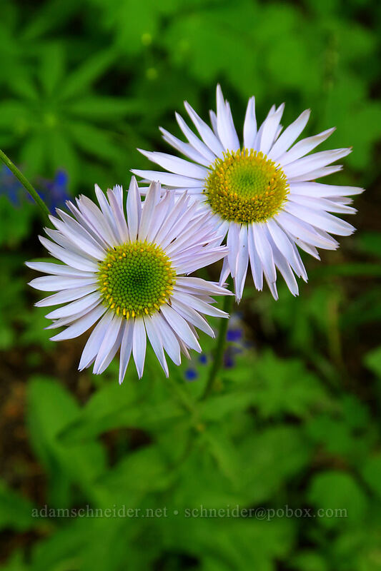 subalpine fleabane (Erigeron glacialis var. glacialis) [Mother Lode Mine Trail, Ochoco National Forest, Crook County, Oregon]