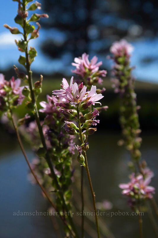 Oregon checker-mallow (Sidalcea oregana) [Big Summit Prairie, Ochoco National Forest, Crook County, Oregon]