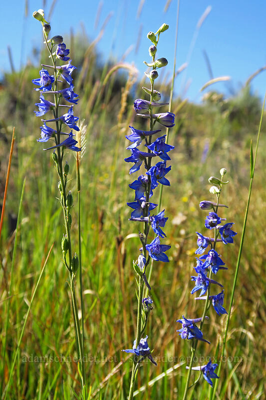 meadow larkspur (Delphinium distichum) [Big Summit Prairie, Ochoco National Forest, Crook County, Oregon]