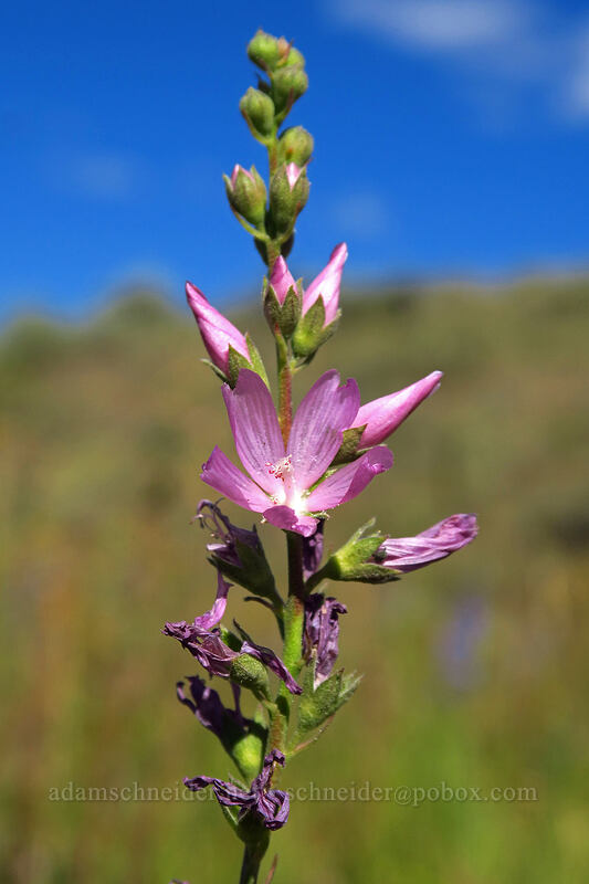 Oregon checker-mallow (Sidalcea oregana) [Big Summit Prairie, Ochoco National Forest, Crook County, Oregon]