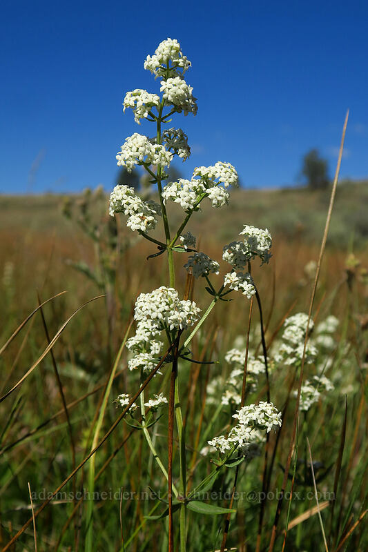 northern bedstraw (Galium boreale) [Big Summit Prairie, Ochoco National Forest, Crook County, Oregon]