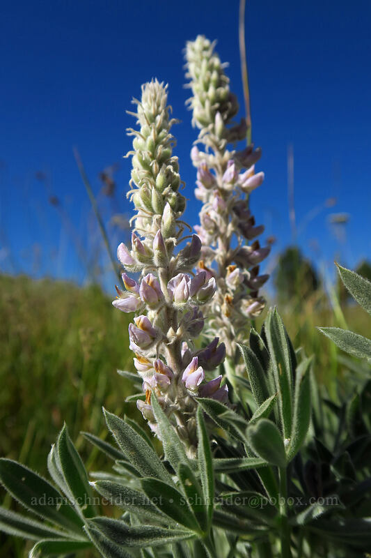 velvet lupine (Lupinus leucophyllus) [Big Summit Prairie, Ochoco National Forest, Crook County, Oregon]