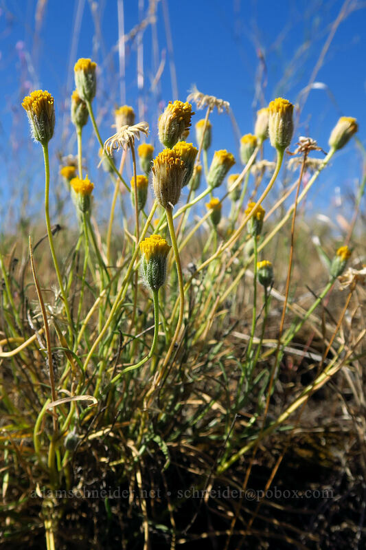 scabland fleabane (Erigeron bloomeri var. bloomeri) [Big Summit Prairie, Ochoco National Forest, Crook County, Oregon]