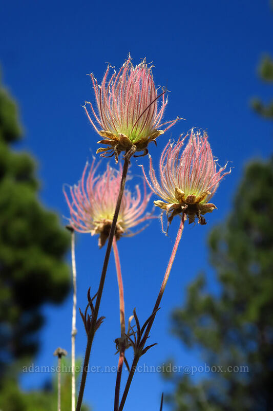 prairie smoke (Geum triflorum) [Big Summit Prairie, Ochoco National Forest, Crook County, Oregon]