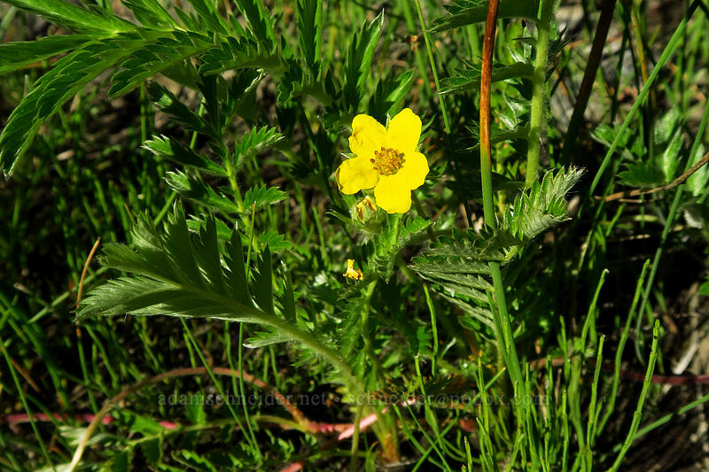 silverweed cinquefoil (Potentilla anserina ssp. anserina (Argentina anserina ssp. anserina)) [Big Summit Prairie, Ochoco National Forest, Crook County, Oregon]