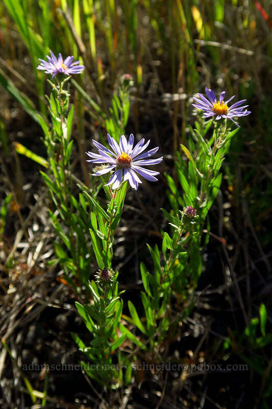 leafy-bract aster (Symphyotrichum foliaceum (Aster foliaceus)) [Big Summit Prairie, Ochoco National Forest, Crook County, Oregon]