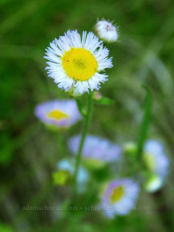 Philadelphia fleabane (Erigeron philadelphicus) [Forest Road 4250, Ochoco National Forest, Crook County, Oregon]
