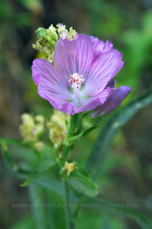 Oregon checker-mallow (Sidalcea oregana) [Forest Road 4250, Ochoco National Forest, Crook County, Oregon]