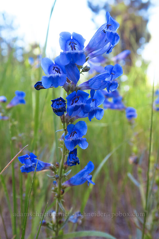 showy penstemon (Penstemon speciosus) [Forest Road 4250, Ochoco National Forest, Wheeler County, Oregon]