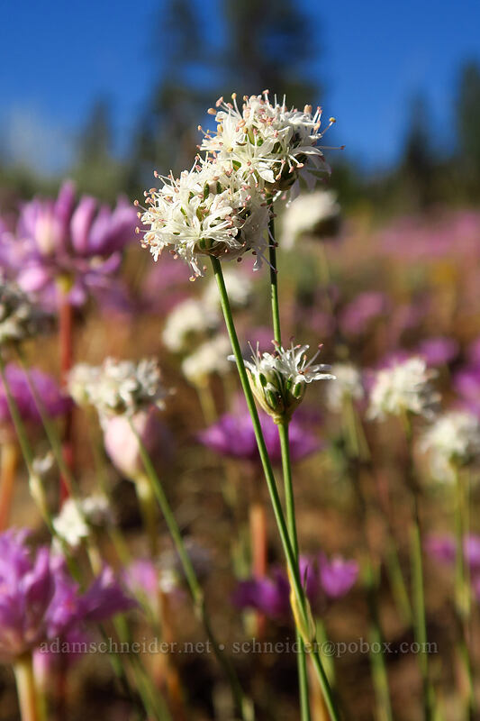 ball-head sandwort (Eremogone congesta (Arenaria congesta)) [Summit Road, Ochoco National Forest, Wheeler County, Oregon]